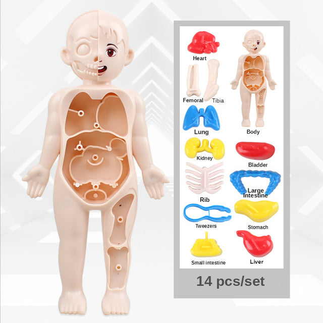14 Pcs Children DIY Human Organ Model Educational Toy