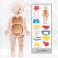 14 Pcs Children DIY Human Organ Model Educational Toy
